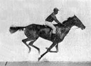 Sequence of race horse galloping /by Eadweard Muybridge