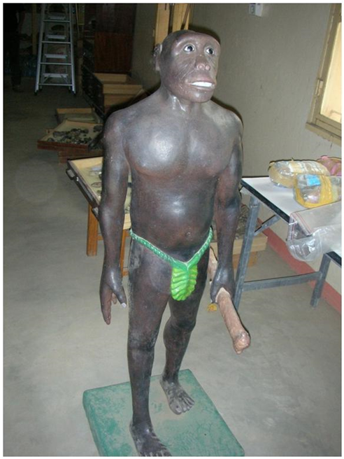 Toumai avec son bâton de défense et d’attaque. Reconstitution parfaite de Toumai dans un musée au Tchad. Avec son bâton, Toumai a tenu tête au terrible dents de sabre. (Photo de Commenge Christian).