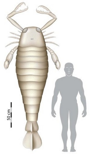 Un scorpion de mer plus grand qu'un homme