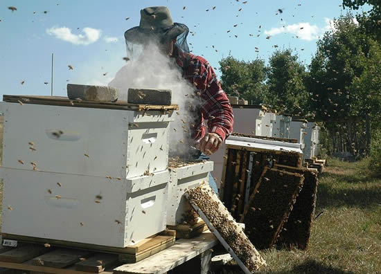 Apiculteur enfumant une ruche. Beekeeper inspecting Langstroth bee hives in Alberta, Canada, photo by Migco, 2006