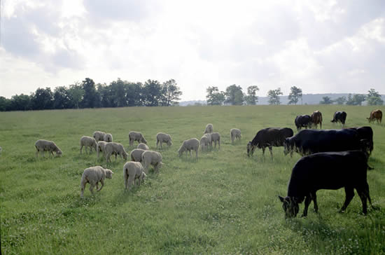 Vaches et moutons en pâture. ''Ovis aries'' in field with cattle