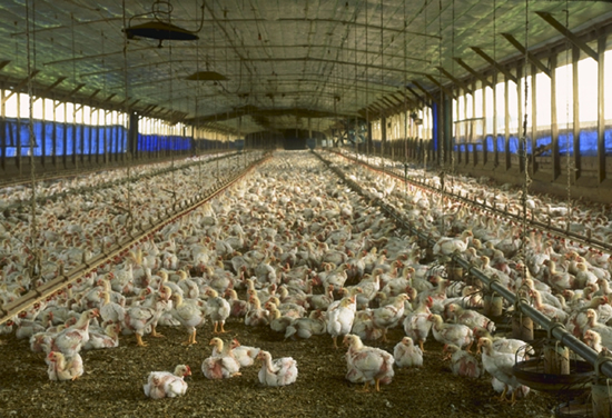 Élevage intensif de poulets en Floride. A commercial meat chicken production house in Florida, USA