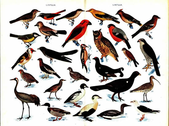 29 espèces différentes de Finlande. 29 different birds of Finland
